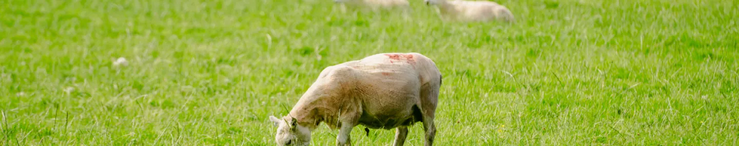 Hay-on-Wye Caravan Park