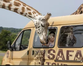 Giraffes at West Midland Safari & Leisure Park
