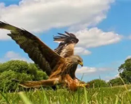 View of a Red Kite at the Gigrin Farm