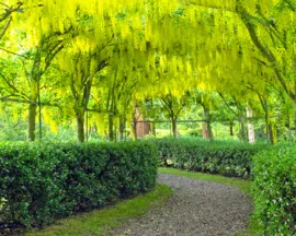 View of a path inside the Bodenham Arboretum