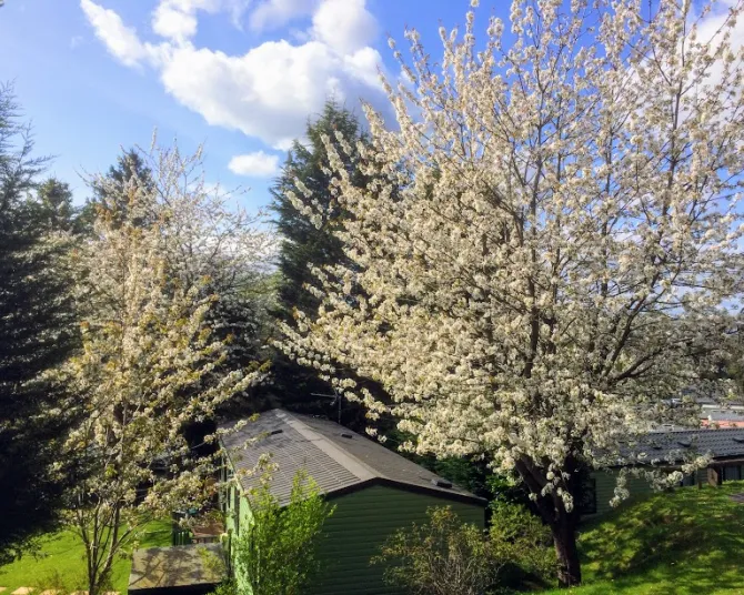 Lincomb Lock trees in bloom