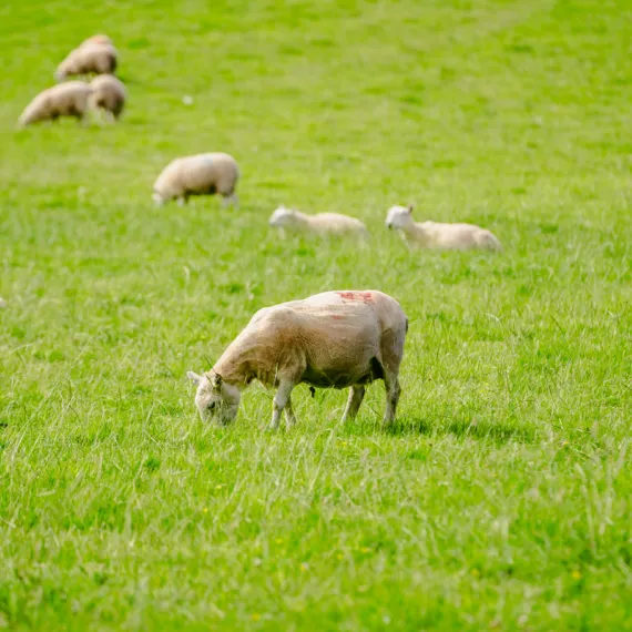 Hay-on-Wye Caravan Park